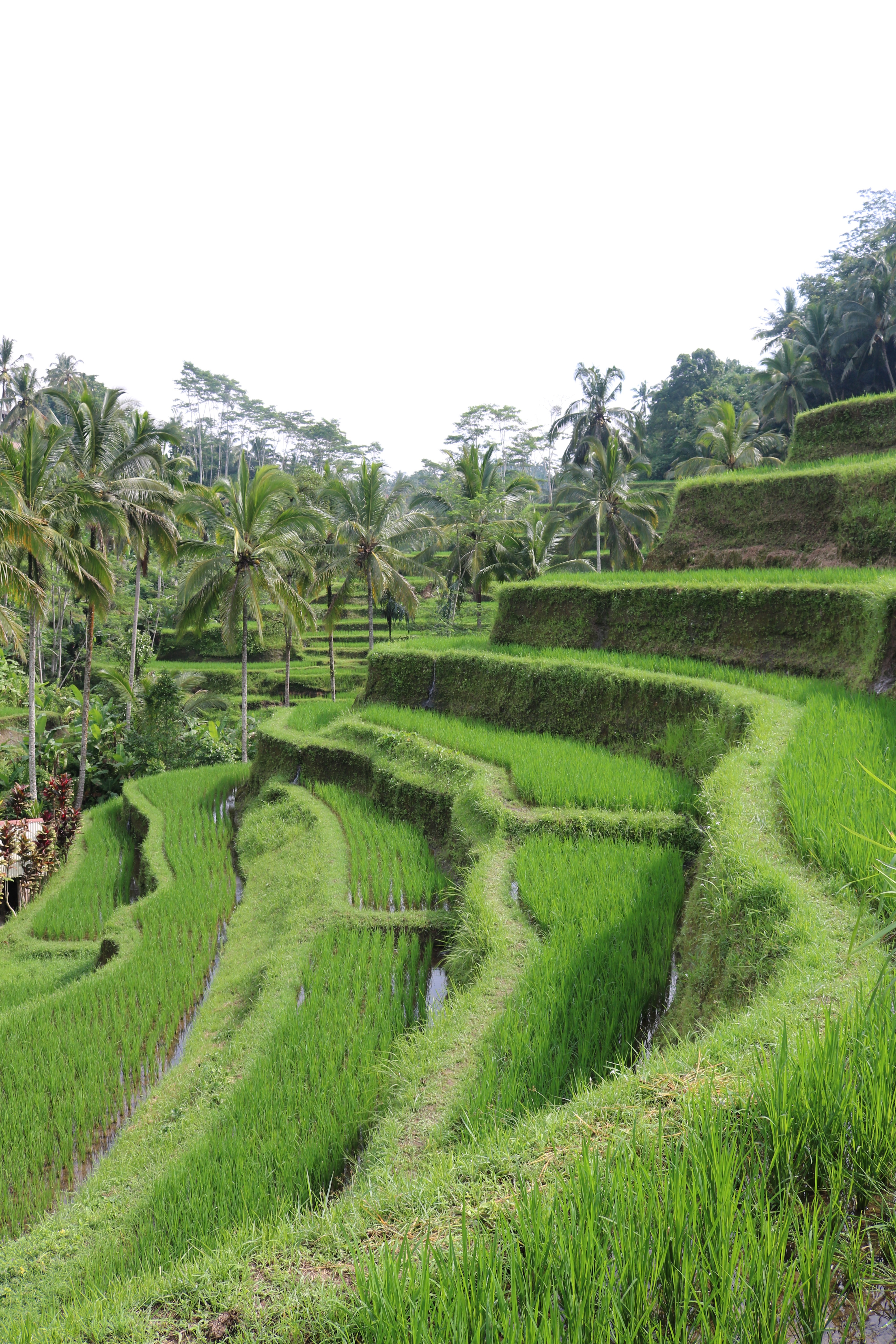 Tegallaleng Rice Terraces in Ubud, Bali, Indonesia