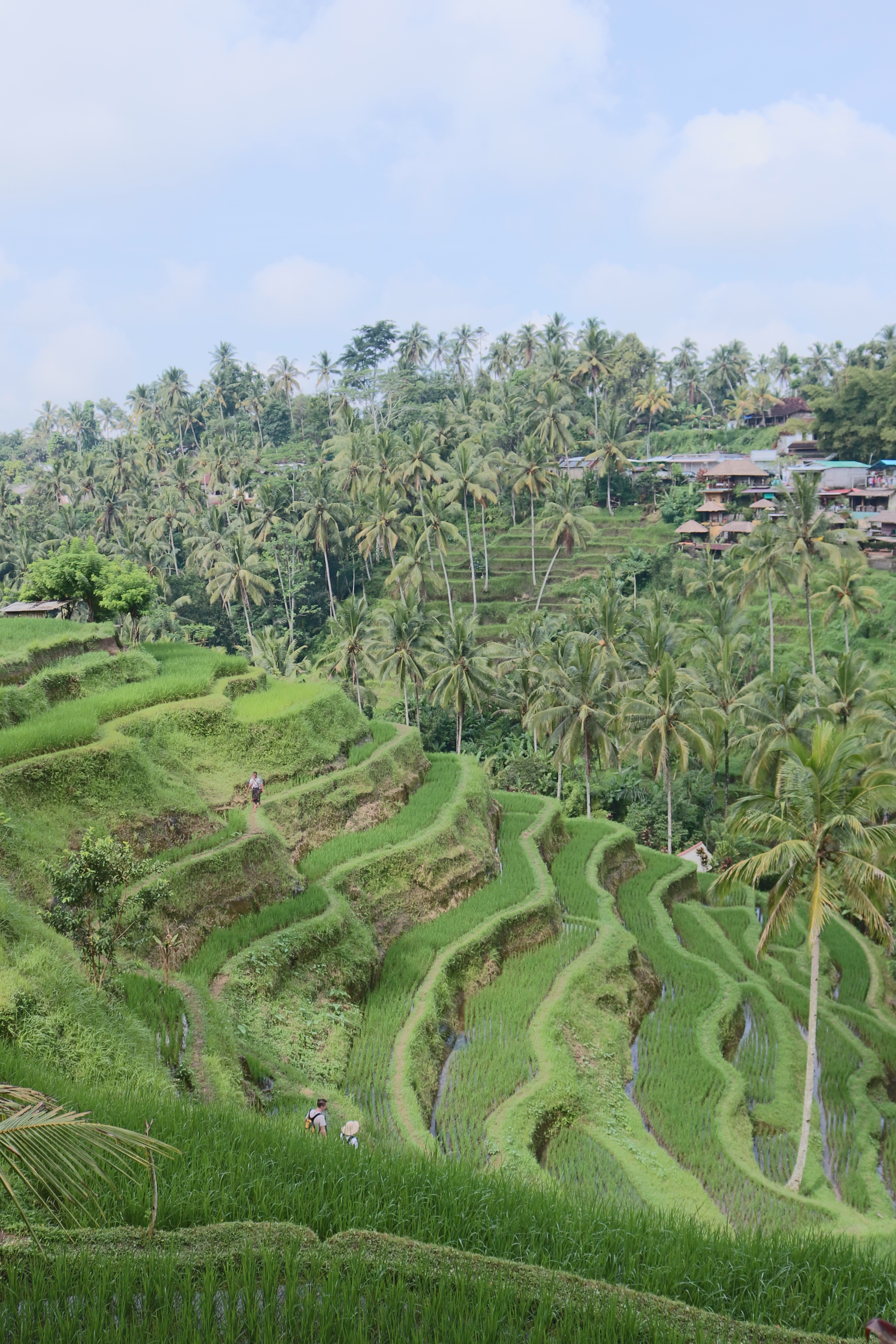Tegallaleng Rice Terraces in Ubud, Bali, Indonesia