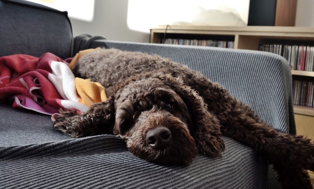 The Ultimate Guide to Grooming Your Labradoodle for a Luxury Look