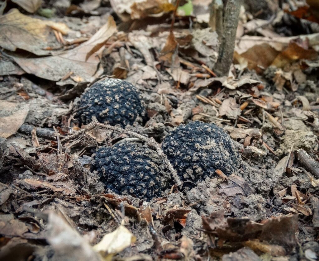 Pioneering Freshness: How Truffle Avenue is Transforming the American Truffle Trade