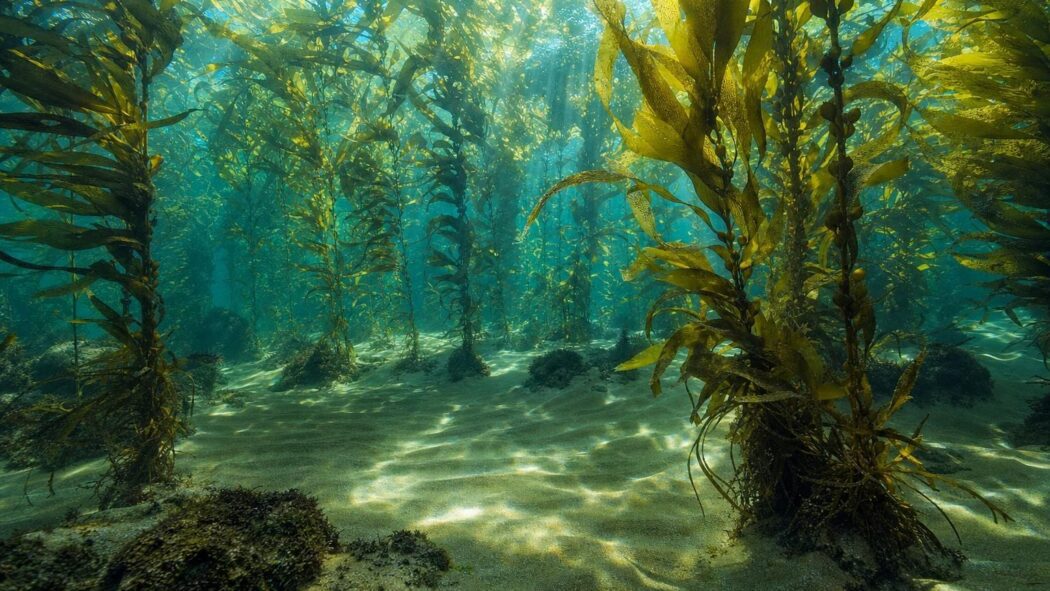 Underwater kelp forest with sunlight streaming through the water