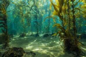 Underwater kelp forest with sunlight streaming through the water
