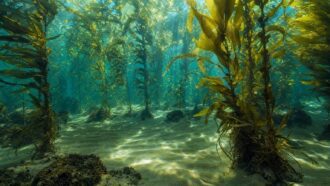 Underwater kelp forest with sunlight streaming through the water