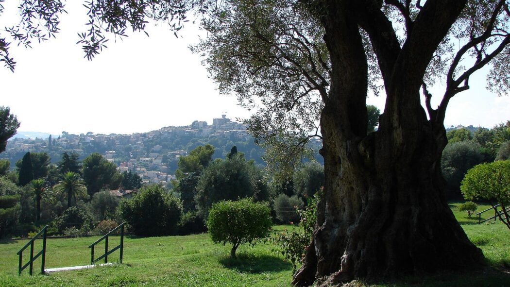View of Cagnes-sur-Mer from Renoir museum's garden