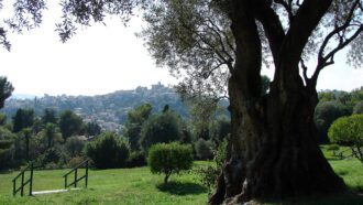 View of Cagnes-sur-Mer from Renoir museum's garden